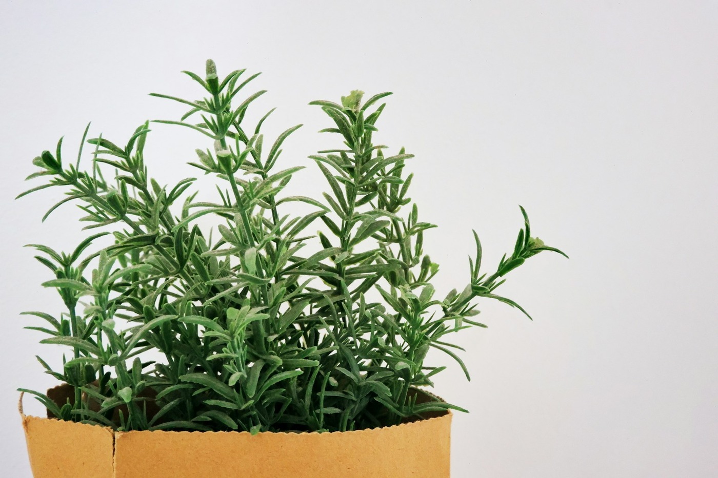 Розмарин у горщику взимку: світло, прохолода й полив без загнивання коренів